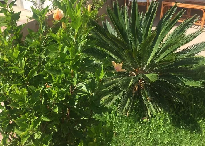 Hébergement de vacances Paradise Il Geco *